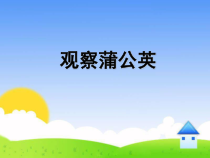 小学科学【冀人版】一年级上册《观察蒲公英》PPT课件（共16页）