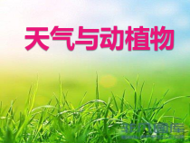 小学【冀人版】科学一年级下册《天气与动植物》PPT课件（共19页）