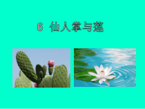 小学【冀人版】三年级下册科学6《仙人掌与莲》PPT课件（共8页）