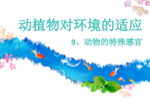 小学【冀人版】三年级下册科学第9课《动物的特殊感官》PPT课件（共11页）
