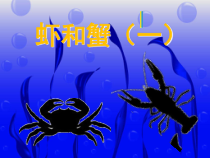 小学美术【苏少版】二年级上册《第13课 虾和蟹（一）》PPT课件6(1)