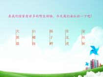 信息技术【大连理工版】三年级下册第五课《建立动物档案》PPT课件
