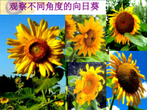 艺术【鄂教版】三年级下册《向日葵》PPT课件1