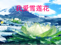 音乐【沪教版】二年级下册《我爱雪莲花》PPT课件1