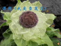音乐【沪教版】二年级下册《我爱雪莲花》PPT课件3