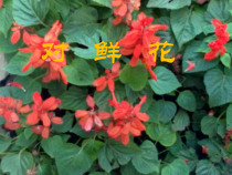 音乐【沪教版】三年级上册《对鲜花》PPT课件1