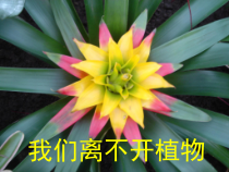 科学【教科版】一年级上册《科学阅读一：我们离不开植物》PPT课件（共24页）