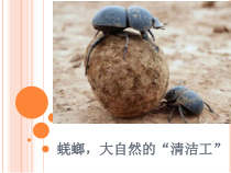 科学【教科版】一年级下册《科学阅读二：动物，我们的朋友》PPT课件（共20页）
