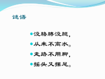 科学【教科版】一年级下册2.5《观察鱼》PPT课件（共20页）