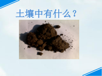 科学【教科版】二年级上册《土壤——动植物的乐园》PPT课件（共8页）