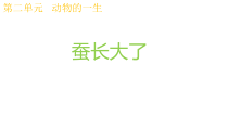 科学【教科版】三年级下册2.3《蚕长大了》PPT课件