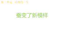 科学【教科版】三年级下册2.4《蚕变了新模样》PPT课件