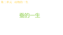 科学【教科版】三年级下册2.6《蚕的一生》PPT课件