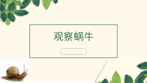 科学【青岛版】（六三）二年级下册14《观察蜗牛》PPT课件