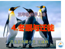 科学【青岛版】（六年制）三年级上册4《冬眠与迁徙》PPT课件(共14页