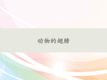 科学【青岛版六三制】三年级上册3《动物的翅膀》PPT课件
