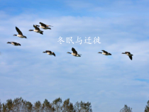 科学【青岛版六三制】三年级上册4《冬眠与迁徙》PPT课件（共14页）