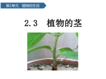 科学【青岛版六三制】三年级上册第7课《植物的茎》PPT课件(共15页)