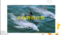 科学【新青岛版】三年级上册《动物的皮肤》PPT课件2