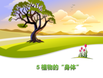 科学【新青岛版】三年级上册5《植物的“身体”》PPT课件（共19页）