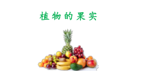 科学【2020新青岛版六三制】三年级下册《植物的果实》ppt课件
