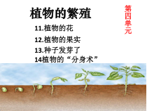 科学【2020新青岛版六三制】三年级下册第四单元《植物的繁殖》复习ppt课件