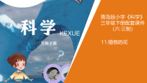 科学【青岛版】三年级下册 11《植物的花》PPT课件(共13页)
