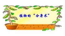 2020新青岛版（六三制）三年级下册科学《植物的“分身术”》教学ppt课件（含视频）
