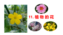 2020新青岛版（六三制）三年级下册科学11.《植物的花》ppt课件（含视频）