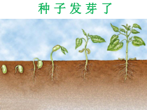 2020新青岛版（六三制）三年级下册科学《13种子发芽了》ppt课件（含视频）