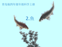 科学【2020新青岛版】四年级上册2.《鱼》ppt课件