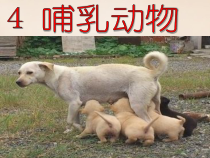 科学【2020新青岛版】小学四年级上册4《哺乳动物》ppt课件