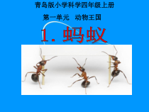 科学【新青岛版】（六三制）四年级上册1.《蚂蚁》ppt课件