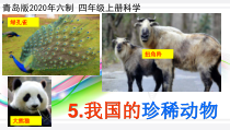 科学【新青岛版】（六三制）四年级上册5.《我国的珍稀动物》ppt课件