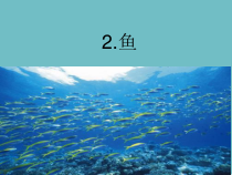 青岛版科学（六三制）四年级上册1.2《鱼》（课件17页+2个素材）