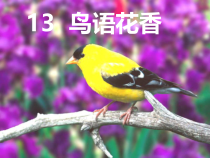 美术【赣美版】五年级下册《第14课 鸟语花香》PPT课件1