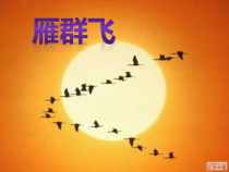 音乐【花城版】一年级上册《歌曲《雁群飞》PPT课件1
