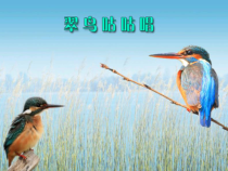 音乐【花城版】三年级上册《歌曲《翠鸟咕咕唱》PPT课件1