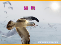 音乐【花城版】六年级上册《海鸥》PPT课件1
