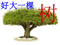 艺术【教科版】五年级下册4.1《好大一棵树》PPT课件1
