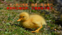 音乐【冀少版】一年级下册《三只小鸭 歌表演》PPT课件2