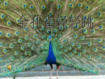 音乐【冀少版】二年级上册《金孔雀轻轻跳》PPT课件1