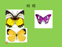 音乐【冀少版】二年级下册《蝴蝶花》PPT课件3