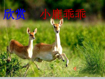 音乐【冀少版】二年级下册《小鹿 小鹿》PPT课件1