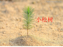 音乐【冀少版】三年级下册《小松树》PPT课件3