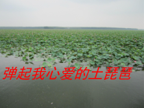 音乐【冀少版】四年级下册《弹起我心爱的土琵琶 电影《铁道游击队》插曲 领唱、齐唱》PPT课件1
