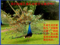 音乐【接力版】三年级上册《（演唱）金孔雀轻轻跳》PPT课件8