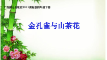 音乐【接力版】四年级下册《（演唱）金孔雀与山茶花》PPT课件1