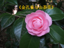 音乐【接力版】四年级下册《（演唱）金孔雀与山茶花》PPT课件6