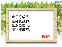 科学【青岛版（五四制）】一年级下册14《土壤中的小动物》PPT课件（共11页）